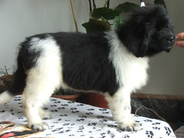 Фото: ньюфаундленд Plushevaya Panda Felicita (Плюшевая Панда Феличита)