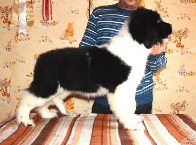 Фото: ньюфаундленд CHernyiy SHarm Velikobritaniya (Черный Шарм Великобритания)