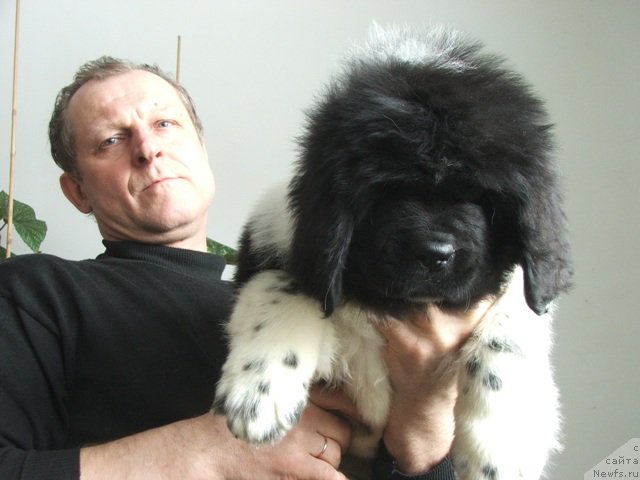 Фото: ньюфаундленд Plushevaya Panda Chloe (Плюшевая Панда Хлоя)