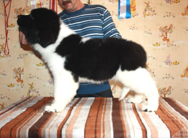 Фото: ньюфаундленд CHernyiy SHarm Velikobritaniya (Черный Шарм Великобритания)