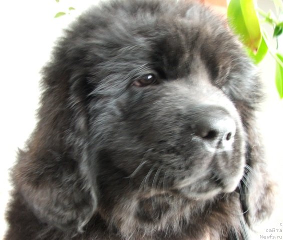 Фото: ньюфаундленд Plushevaya Panda Charisma (Плюшевая Панда Харизма)