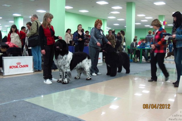 Фото: ньюфаундленд Plyushevaya Panda Stil'-Sankt-Peterburga (Плюшевая Панда Стиль-Санкт-Петербурга), ньюфаундленд Beguschaya po Volnam Regatta Katti Sark (Бегущая по Волнам Регатта Катти Сарк)