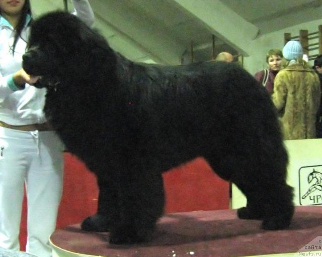 Фото: ньюфаундленд Dans Memori F'yudjan Rif (Данс Мемори Фьюджан Риф)