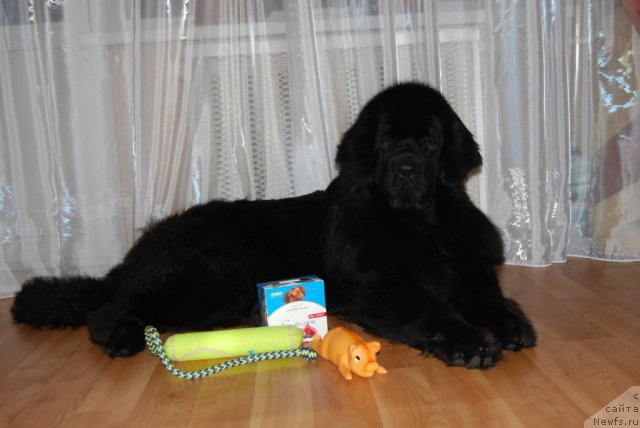 Фотография № 92160