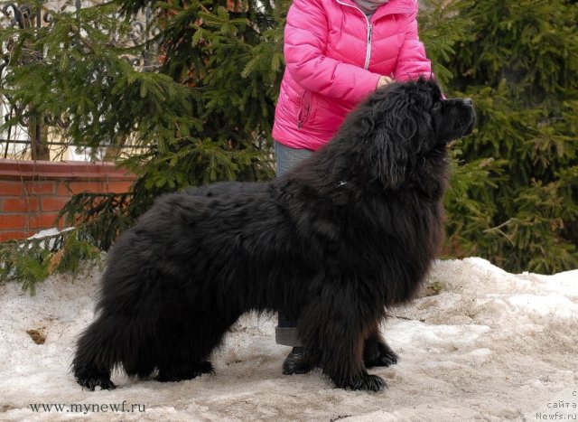 Фотография № 92187