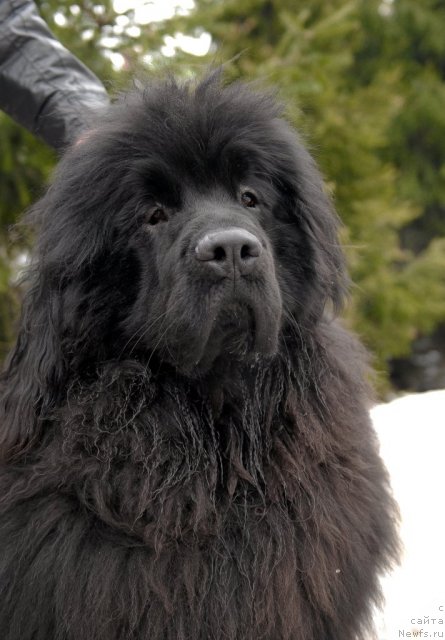 Фото: ньюфаундленд Sent Djons Hummer (Сент Джонс Хаммер)