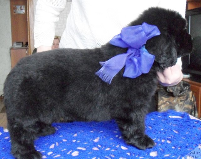 Фото: Кобель синяя лента, ньюфаундленд Beguschaya po Volnam Vyisshaya Liga (Бегущая по Волнам Высшая Лига)