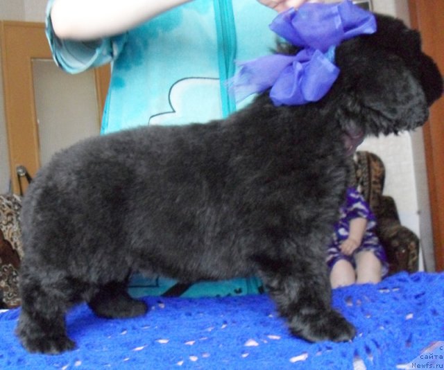 Фото: Кобель синяя лента, ньюфаундленд Beguschaya po Volnam Vyisshaya Liga (Бегущая по Волнам Высшая Лига)