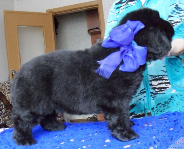 Фото: Кобель синяя лента, ньюфаундленд Beguschaya po Volnam Vyisshaya Liga (Бегущая по Волнам Высшая Лига)