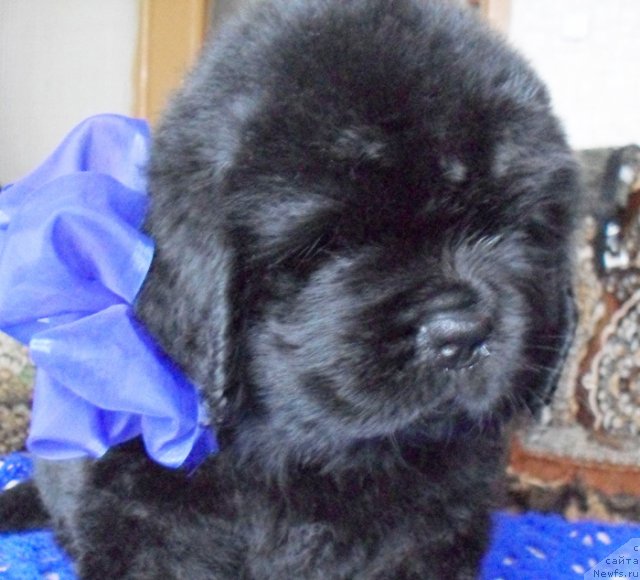 Фото: Кобель синяя лента, ньюфаундленд Beguschaya po Volnam Vyisshaya Liga (Бегущая по Волнам Высшая Лига)