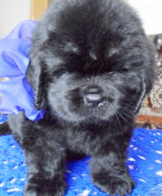 Фото: Кобель синяя лента, ньюфаундленд Beguschaya po Volnam Vyisshaya Liga (Бегущая по Волнам Высшая Лига)