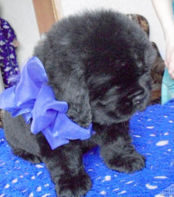 Фото: Кобель синяя лента, ньюфаундленд Beguschaya po Volnam Vyisshaya Liga (Бегущая по Волнам Высшая Лига)