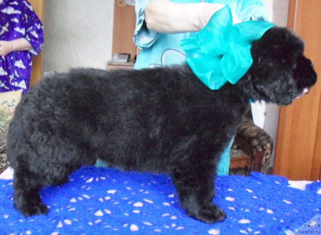 Фото: Кобель зеленая-голубая лента, ньюфаундленд Beguschaya po Volnam Vyisshaya Liga (Бегущая по Волнам Высшая Лига)