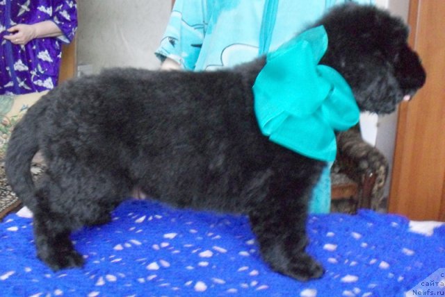 Фото: Кобель зеленая-голубая лента, ньюфаундленд Beguschaya po Volnam Vyisshaya Liga (Бегущая по Волнам Высшая Лига)