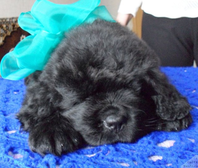 Фото: Кобель зеленая-голубая лента, ньюфаундленд Beguschaya po Volnam Vyisshaya Liga (Бегущая по Волнам Высшая Лига)