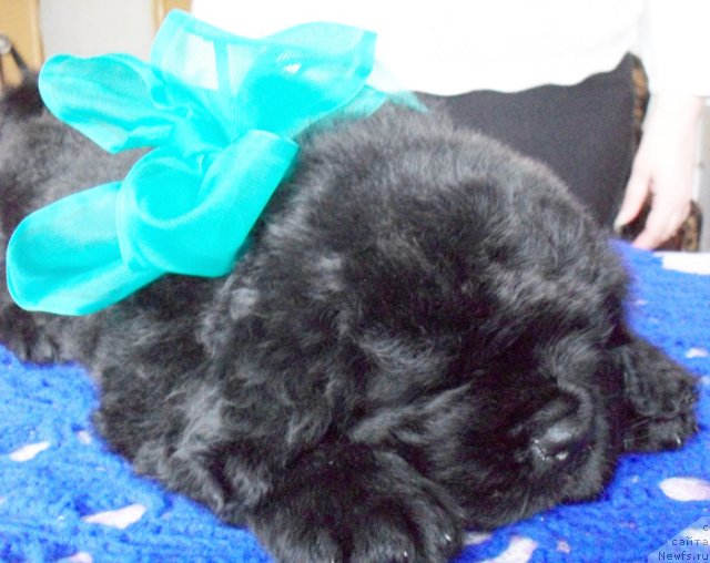 Фото: Кобель зеленая-голубая лента, ньюфаундленд Beguschaya po Volnam Vyisshaya Liga (Бегущая по Волнам Высшая Лига)