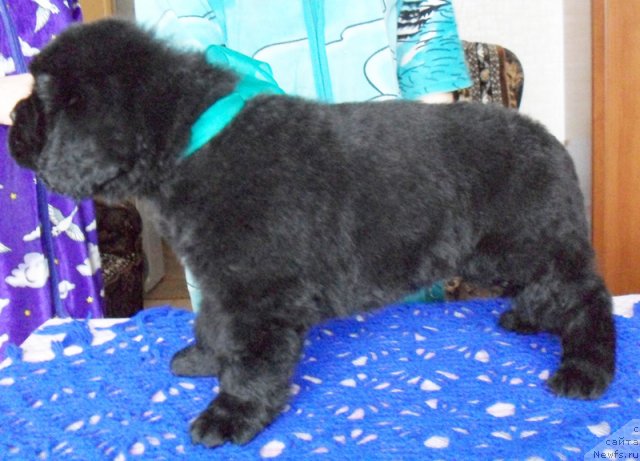 Фото: Кобель зеленая-голубая лента, ньюфаундленд Beguschaya po Volnam Vyisshaya Liga (Бегущая по Волнам Высшая Лига)