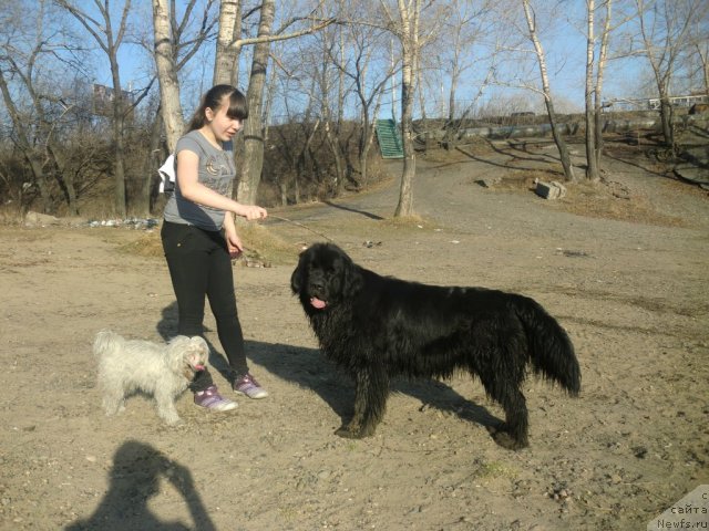 Фото: ньюфаундленд Ih Visochestvo Viola Zhanmonika (Их Высочество Виола Жанмоника), Полли, Лизавета