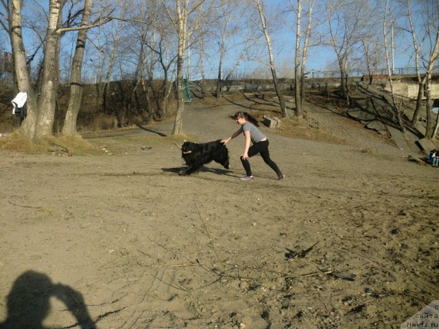 Фото: ньюфаундленд Ih Visochestvo Viola Zhanmonika (Их Высочество Виола Жанмоника), Лизавета