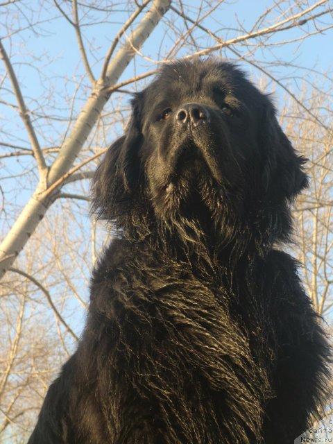 Фото: ньюфаундленд Ih Visochestvo Viola Zhanmonika (Их Высочество Виола Жанмоника)