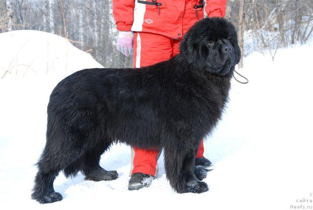 Фото: ньюфаундленд Daniyella Stil iz Medvej'ego YAra (Даниэлла Стил из Медвежьего Яра)