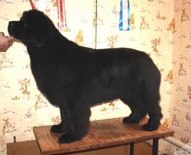 Фото: ньюфаундленд Super Premium Jani Monik (Супер Премиум Жани Моник)