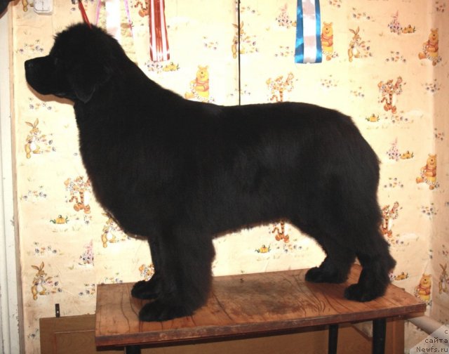 Фото: ньюфаундленд Super Premium Jani Monik (Супер Премиум Жани Моник)