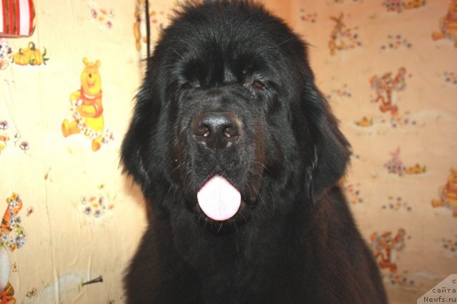 Фото: ньюфаундленд Super Premium Jani Monik (Супер Премиум Жани Моник)