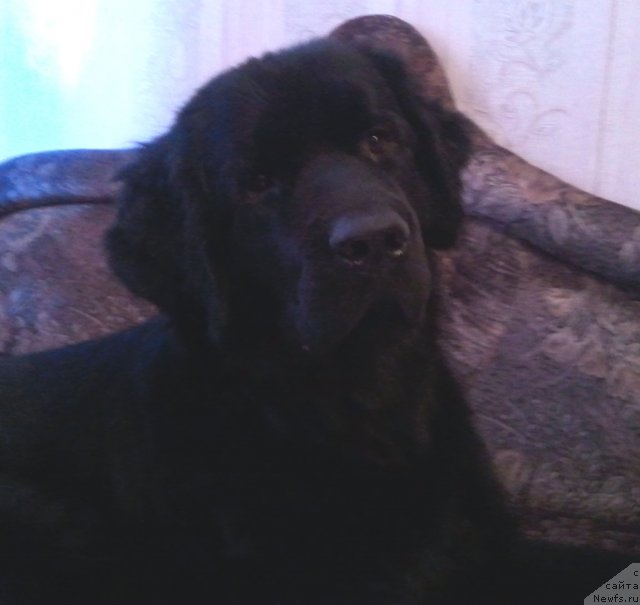 Фото: ньюфаундленд Uyutnaya Dolina Black Diamond Velinda (Уютная Долина Блэк Даймонд Велинда)