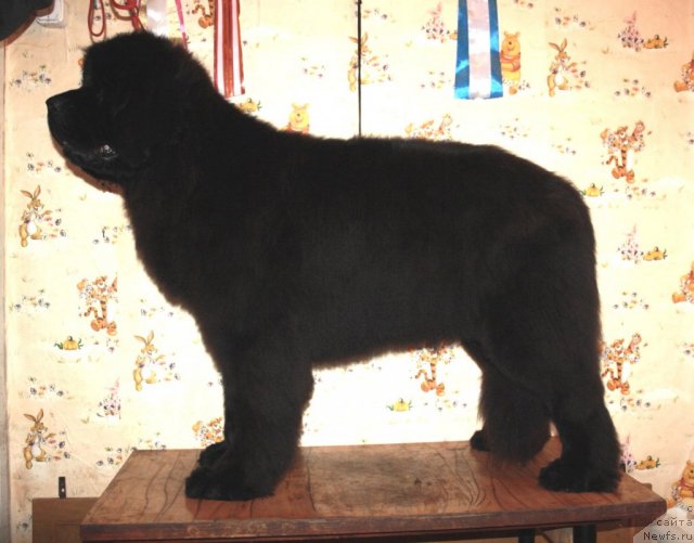 Фотография № 92260