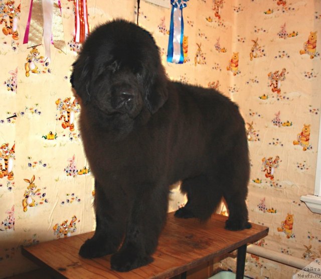 Фотография № 92261