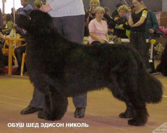 Фото: ньюфаундленд Obush Shed Edisson Nicole (Обуш Шед Эдисон Николь)