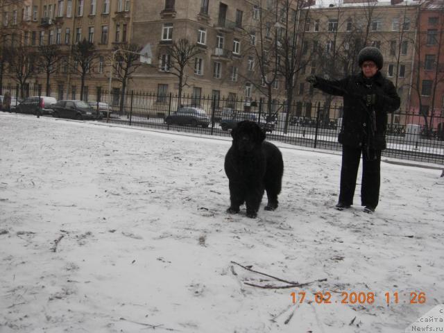 Фото: ньюфаундленд Skippers Only You for Smigar