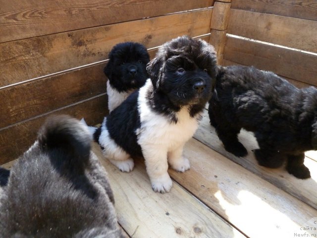 Фото: ньюфаундленд Chatkantarra Tess