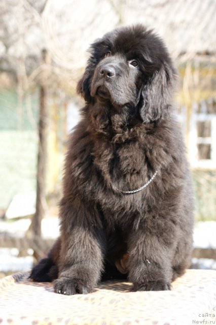 Фото: ньюфаундленд What Dreams May Come Nuo Ozo Kalvu