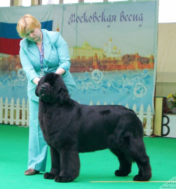 Фото: ньюфаундленд Aquatoriya Kelvin Inspirit Life (Акватория Келвин Инспирит Лайф)