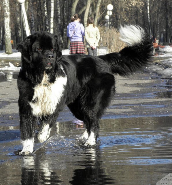 Фото: ньюфаундленд Starbimovlav Gardemarin (Старбимовлав Гардемарин)