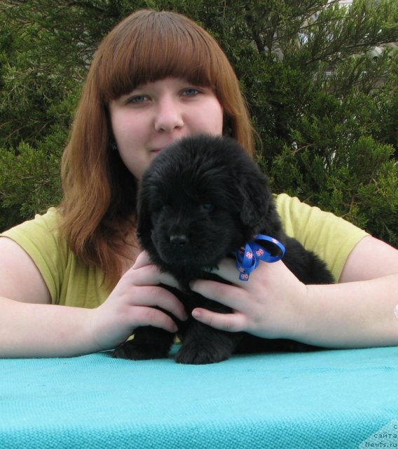 Фото: Mariya Portnyakova (Мария Портнякова), ньюфаундленд Sabir Drim-Boy (Сабир Дрим-Бой)