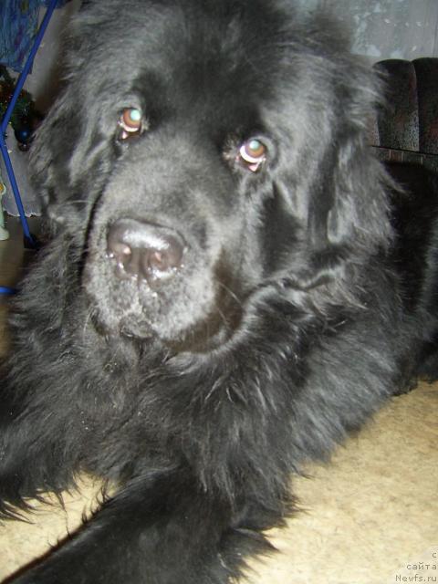 Фото: ньюфаундленд Smigar Nemo Uayt Si (Смигар Немо Уайт Си)