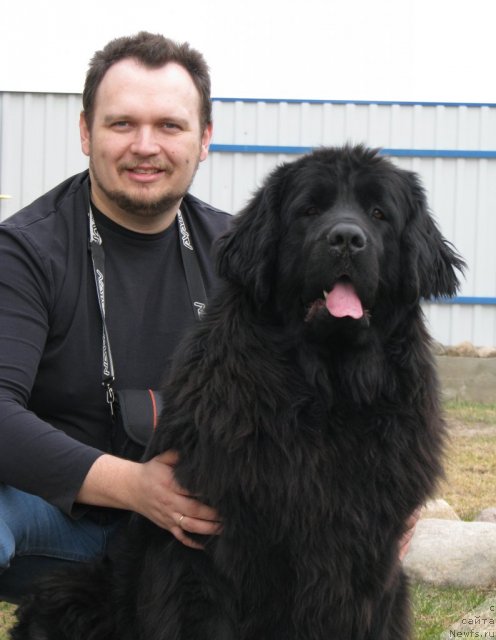 Фото: ньюфаундленд CHudnaya Krasavica (Чудная Красавица), ньюфаундленд Zvezda Ringa (Звезда Ринга)