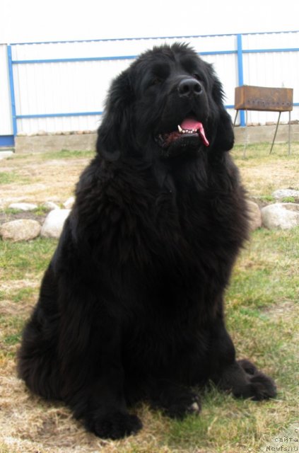 Фото: ньюфаундленд CHudnaya Krasavica (Чудная Красавица)