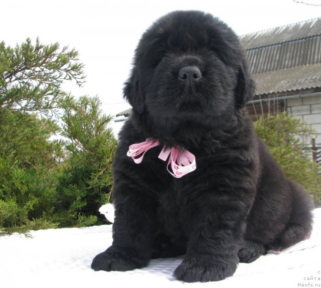 Фото: ньюфаундленд Tujur Bel' (Тужур Бель), 3 недели