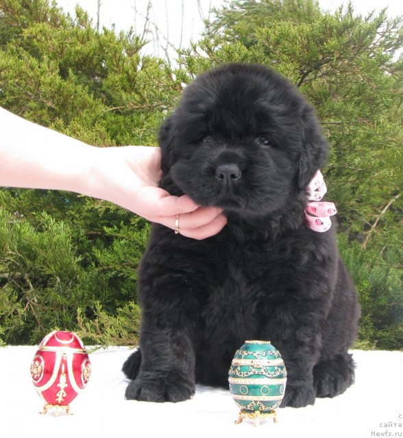 Фото: ньюфаундленд Tujur Bel' (Тужур Бель), 3 недели