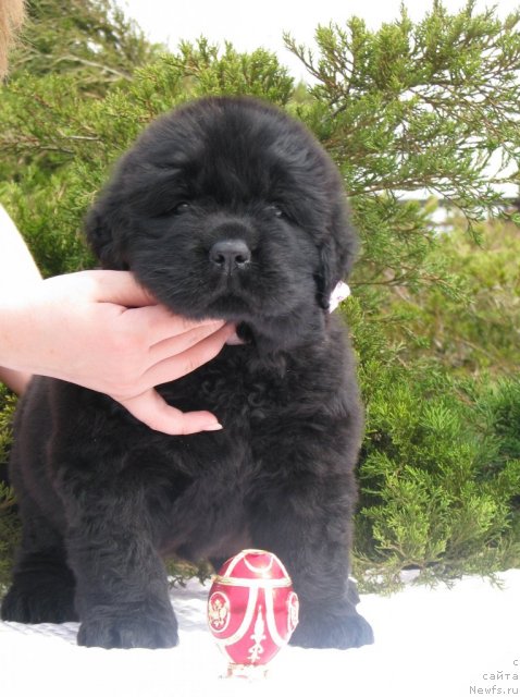 Фото: ньюфаундленд Tujur Bel' (Тужур Бель), 3 недели