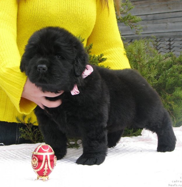 Фото: ньюфаундленд Tujur Bel' (Тужур Бель), 3 недели