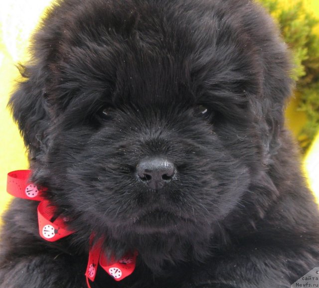 Фото: ньюфаундленд Taymles B'yuti (Таймлес Бьюти), 3 недели