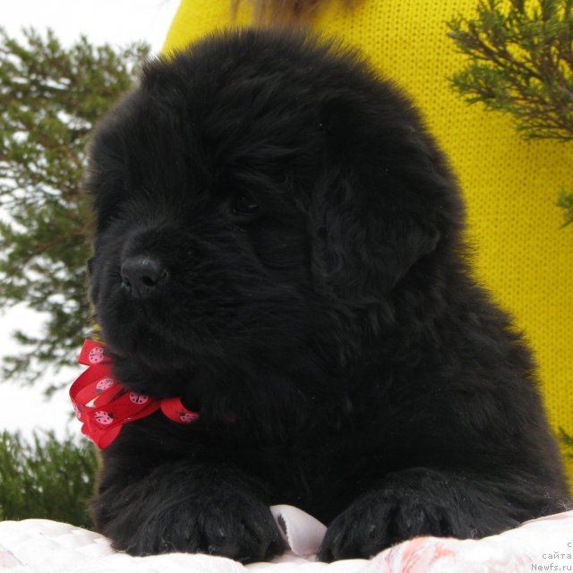 Фото: ньюфаундленд Taymles B'yuti (Таймлес Бьюти), 3 недели