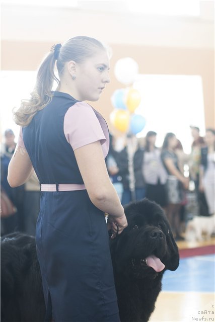 Фото: ньюфаундленд Rembrant Tvorec SHedevrov (Рембрант Творец Шедевров)