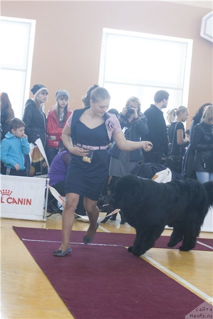 Фото: ньюфаундленд Rembrant Tvorec SHedevrov (Рембрант Творец Шедевров)