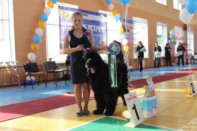 Фото: ньюфаундленд Rembrant Tvorec SHedevrov (Рембрант Творец Шедевров)